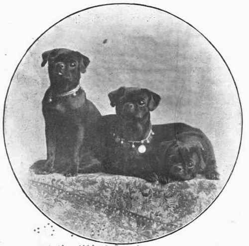 Pics Of Pugs. The London and Provincial Pug