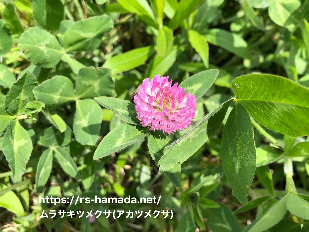 ムラサキツメクサの花言葉と由来