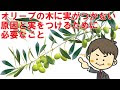 [最も共有された！ √] オリーブ 鉢植え 実 156911-オリーブ 鉢植え 実がなる