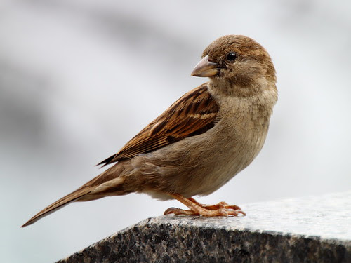 フリー写真素材 動物 鳥類 ハタオリドリ科 雀 スズメ 画像素材なら 無料 フリー写真素材のフリーフォト