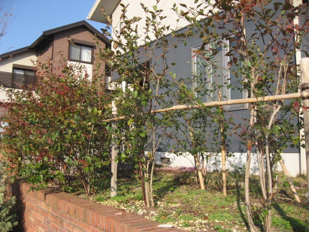 職業 百姓 ブルーベリーを生垣に