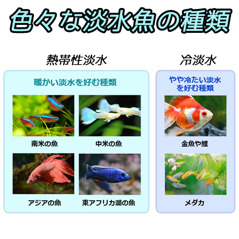 アクアリウムを始める前に 入門 好む魚の好む水域で失敗を減らそう 株式会社セラジャパン