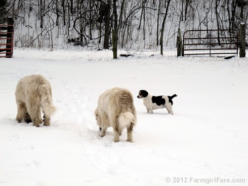 Snow dogs 12 - FarmgirlFare.com