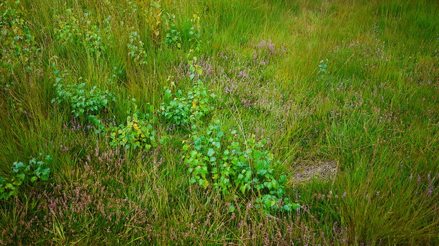 P1040032