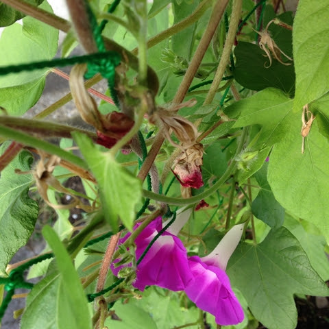 朝顔の枯れた花 しぼんだ花 と花がら摘みの方法 ただびとのブログ
