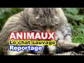 ++ 50 ++ crotte chat forestier 234386-Crotte chat forestier
