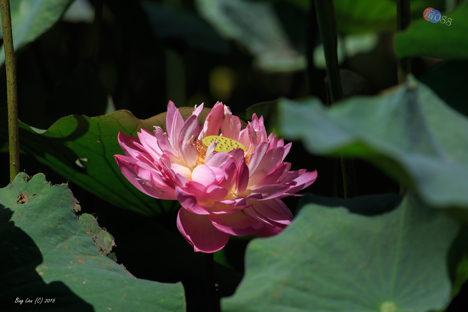 WATER_BING2771_LR
