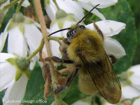 福光村昆虫記 ハチ