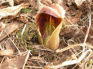 ペンションティータイム