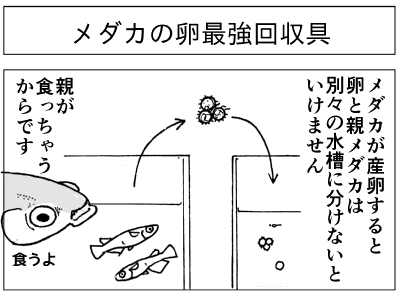 ４コマ メダカ卵回収最強具とは 漫画高校生物 マンガでわかる 超 高校生物入門 旧 萌えろ 高校生物i Ii
