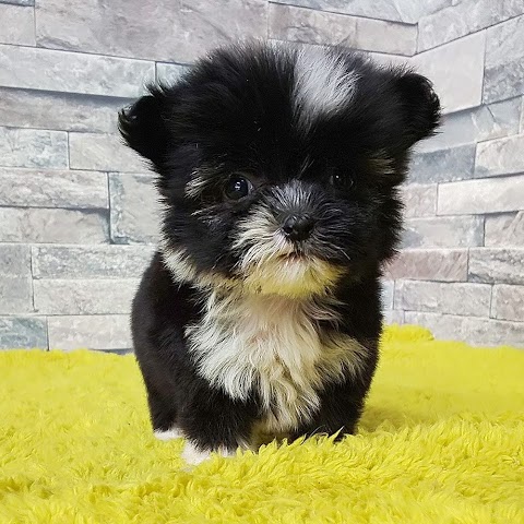大阪 犬 と 遊べる