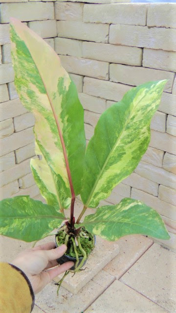 アンスリウム フーケリー 極上の斑個体 これはおススメです 希少植物の販売 アグラオネマ専門販売店 アグラオネマ本舗