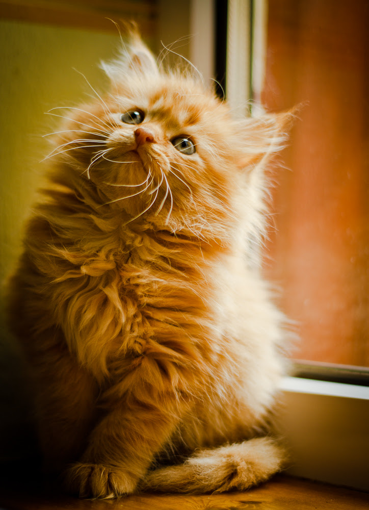 Bumble 3