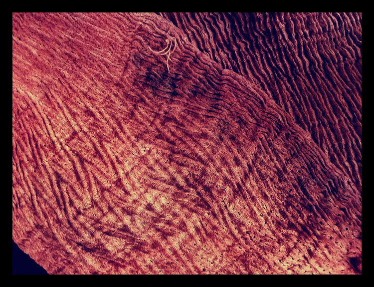 cloth2