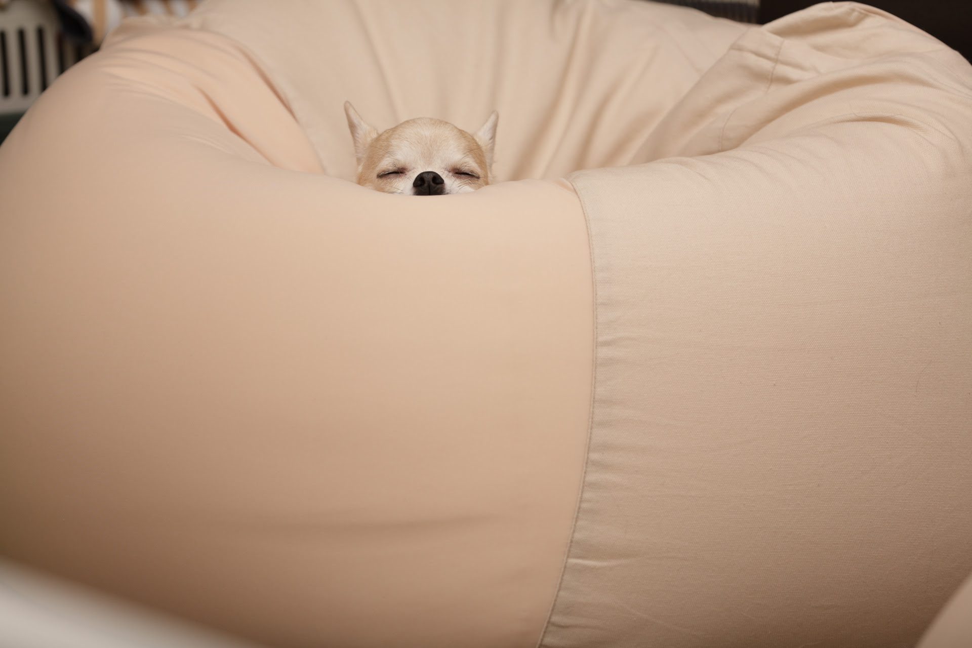 料理 ワーカー 注入する クッション 犬 Grupa Stadnicki Com