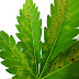Brown Spots On Pot Leaves - For pot size, it all depends on the vegetable: