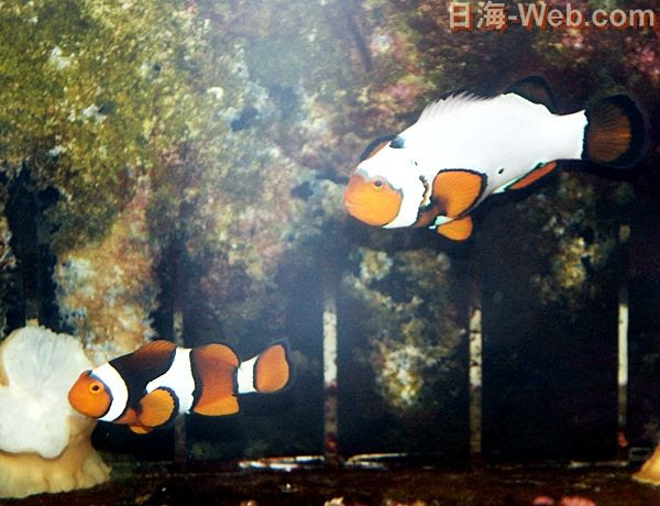始発にのって 高校生がやってきた 海水魚のご紹介 海水魚のパイオニア 日海センター 日海フィッシュコム