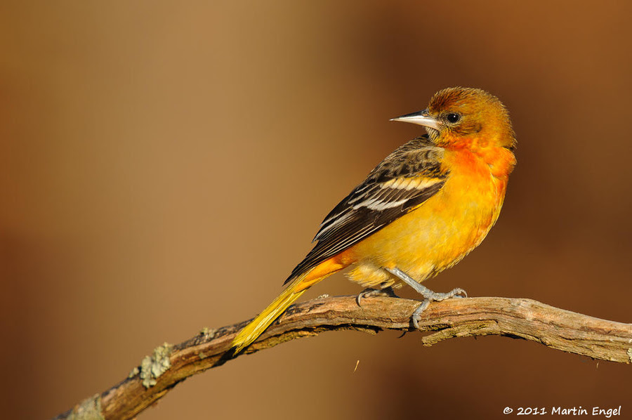 500px favs, rg443