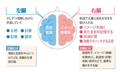 脳と白髪の生える場所に関係が 右側あるいは左側それぞれの特徴とは 美髪ラボ 白髪染め カラートリートメント総合サイト リカラ