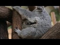 √ Téléchargement gratuit! koala bebe durmiendo 233628