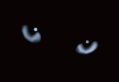 Glowing Cat S Eyes Pictures Photos And Images For Facebook Tumblr Pinterest And Twitter