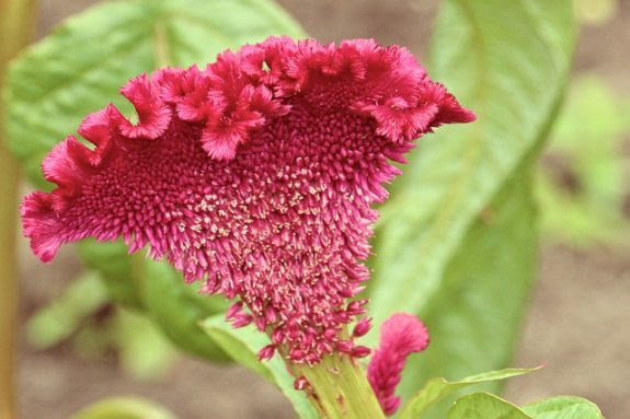 夏の花の人気の種類と花言葉を 赤 白 紫 など色別に徹底解説 ニッポン百識