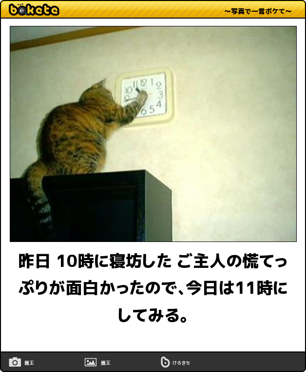 日常を100倍も楽しくする 秒殺で笑える 猫ちゃんのおもしろbokete 21選 猫の総合情報サイト ペットスマイルニュースforネコちゃん