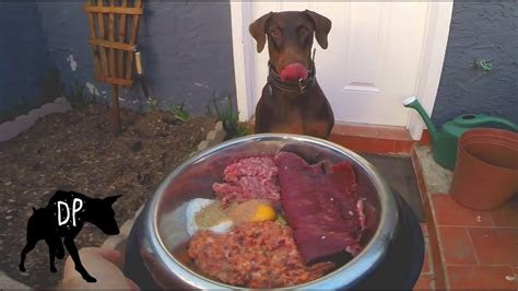 doberman eating barf diet homemade raw dog food youtube