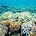 Great Barrier Reef avoids UNESCO in danger listing after Australian lobbying effort