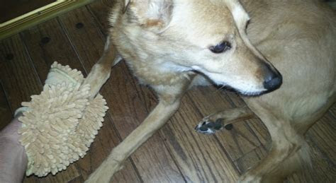 With some carpentry skills, patience and the right tips, you can install a hardwood floor. An Easy Way To Clean Dirty Dog Paws - Simply Good Tips