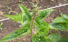 チョロギの育て方