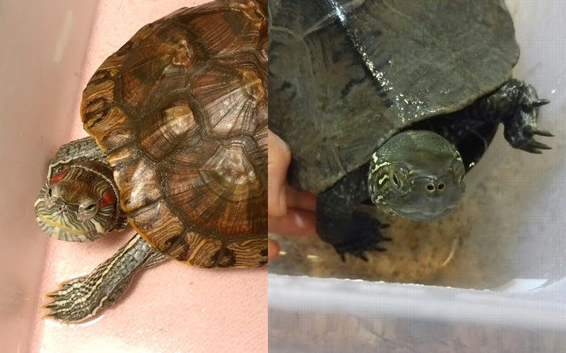飼うならどちら 飼い主目線でミドリガメとゼニガメの違いを解説します わんにゃんうぇぶ ペットと一緒に暮らせる住まいが もっと身近になるように 住まいをよく知る不動産広告会社が所沢から発信