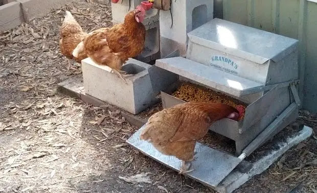 DIY Chicken Feeder bulk bin no mess no spill no clog ...