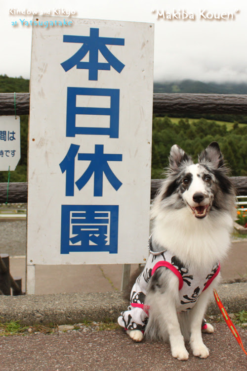 Hive Blog 八ヶ岳 犬連れ旅行 Vol 3