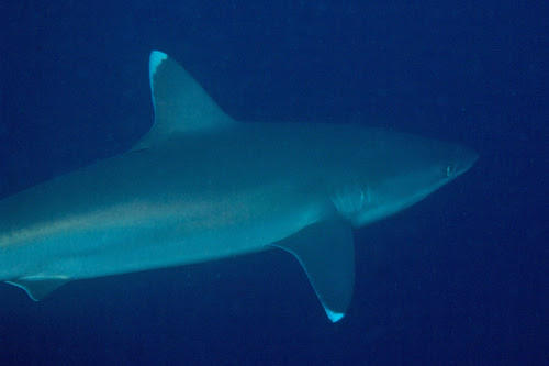サメの種類 21種全画像付き 海水魚の種類と釣り方