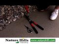 Proper Plant & Rose Bush Pruning Tips