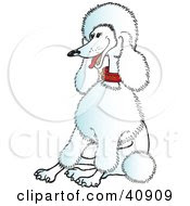 Poodle Standard White Poodle Standard White