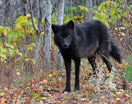 Howling for Justice