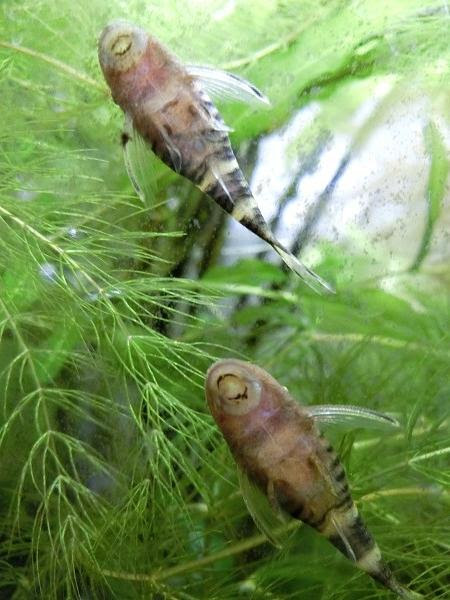 ボルケーノオトシン アクアリウム飼育図鑑