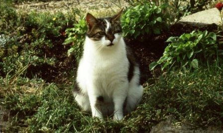 Record Du Chat Le Plus Gros Du Monde Le Blog De Chat Pitre