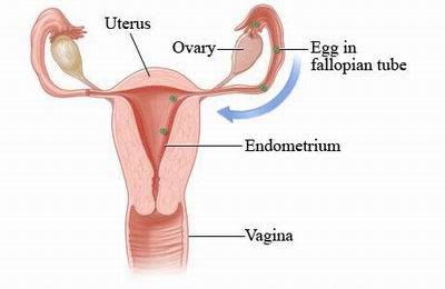 menstrual cramps How to Reduce Menstruation Pain