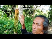 Inilah LAGI APES NEMU TUMBUHAN ANEH, paling update!