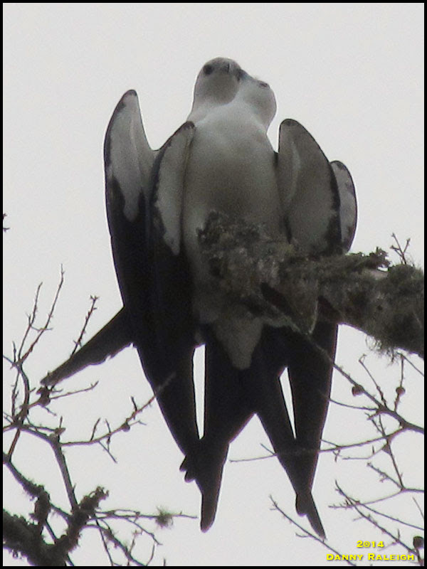 Swallow-tailed Kite