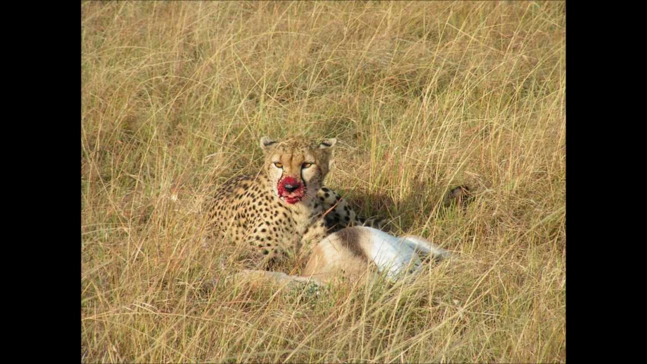 Cheetah kills and eats gazelle - YouTube