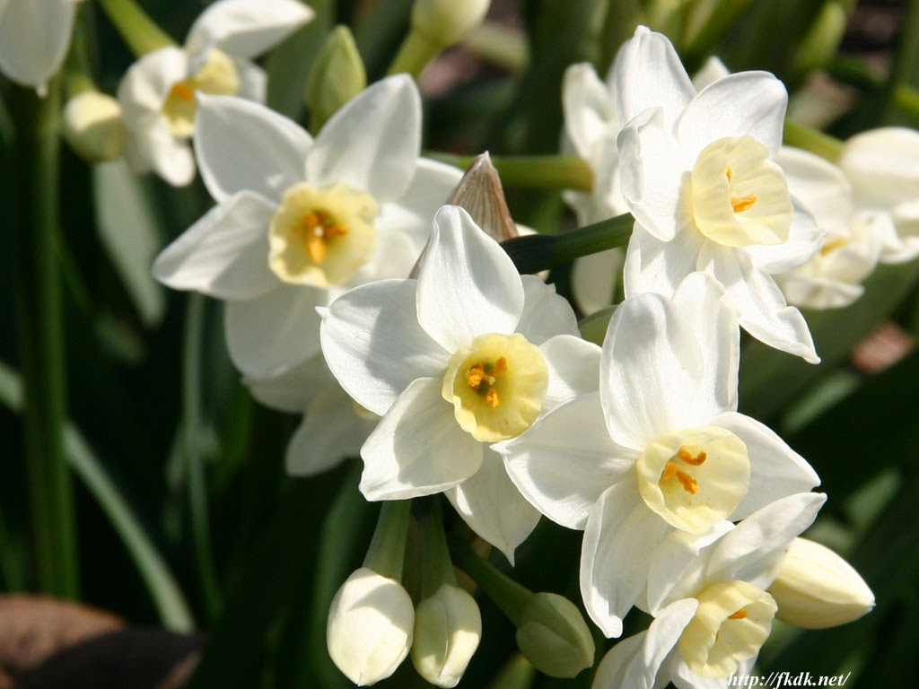 白色の水仙 風景写真無料壁紙