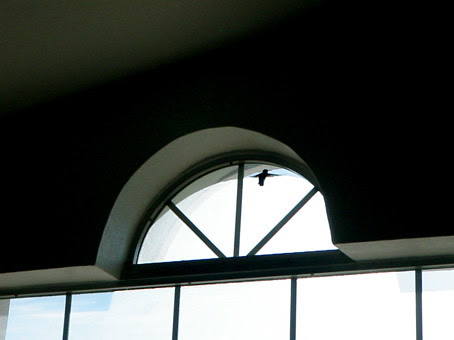hummingbird IN my house!