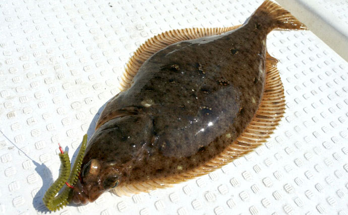 カレイの魚影豊富な仙台湾でお手軽バイオワームフィッシング Tsurinews