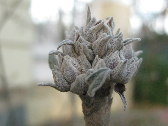 viburnum bud