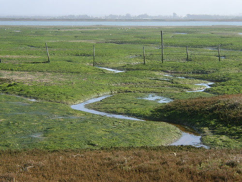 Marisma, slikke - Camposoto (Cádiz, España) - 01