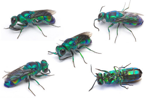 jewel wasp